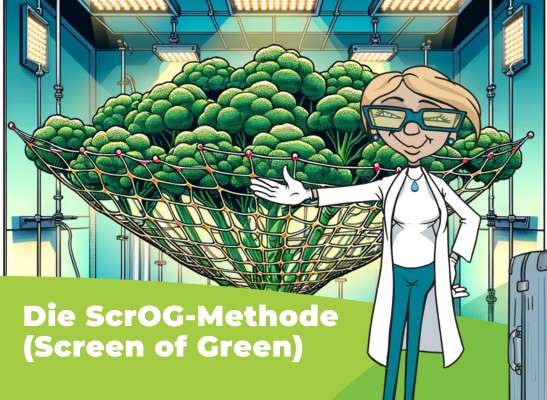 Was ist die ScrOG-Methode? - Screen of Green - ScrOG-Methode: Leitfaden für Grower