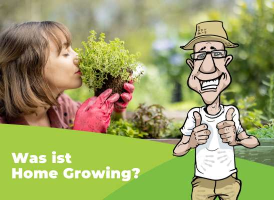 Home Growing: 4 gute Gründe sich selbst zuhause mit frischem Grün zu versorgen - Vier Vorteile von Home-Growing