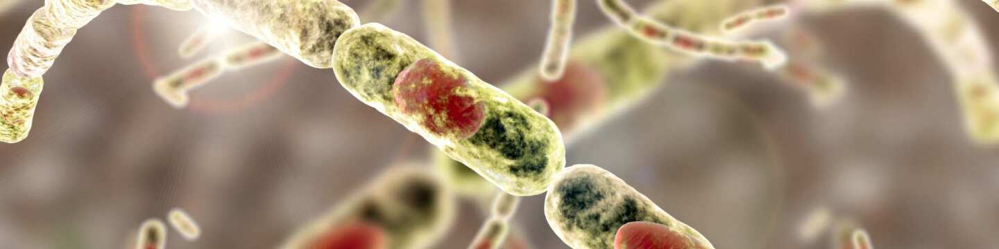 Mikroben und Bakterien