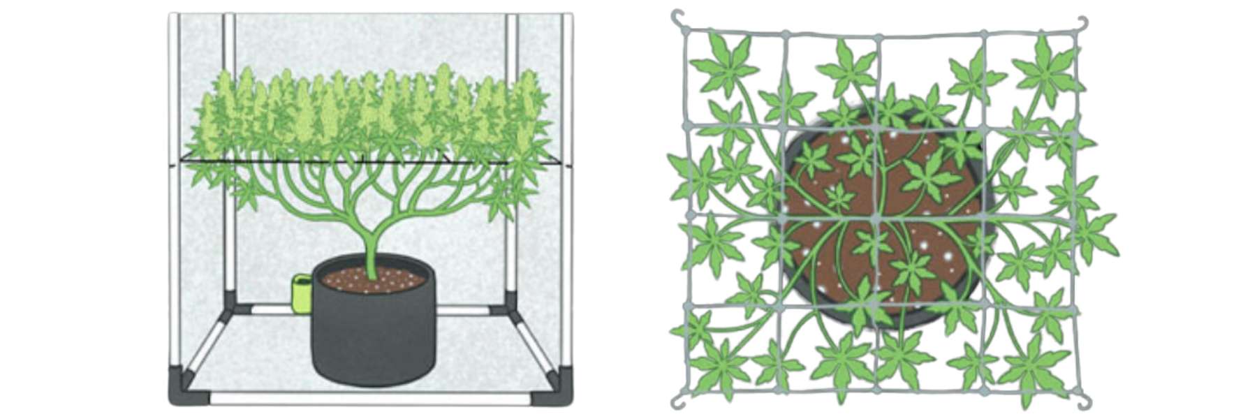 Bild mit Ranknetz, gefüllt mit Pflanzenspitzen, von oben und von der Seite abgebildet
